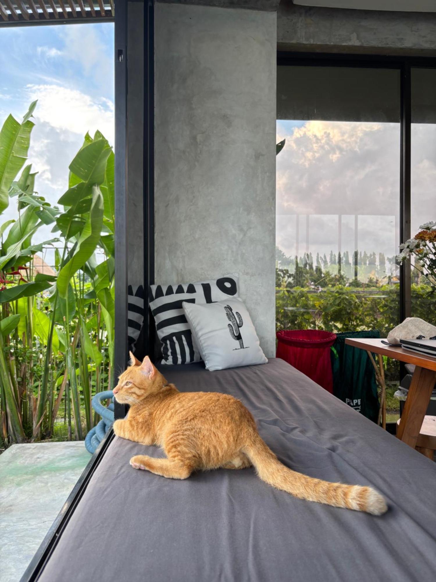 Casa Avana Ubud Zewnętrze zdjęcie